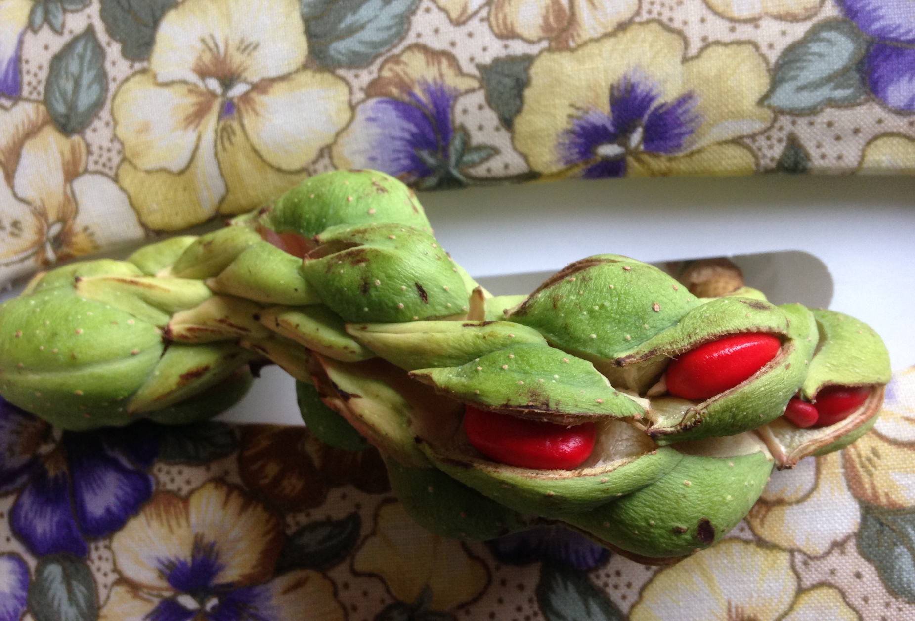 de opengebarsten zaaddoos van de magnolia